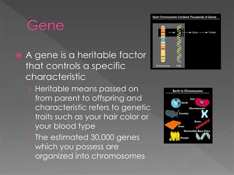 Ppt Topic 41 Chromosomes Genes Alleles And Mutations Powerpoint