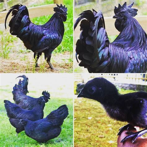 Ayam Cemani Chickens Are Completely Black Including Their Feathers