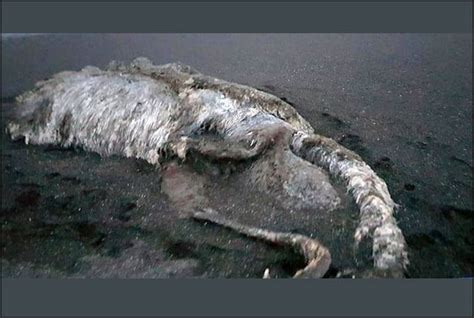 Mysterious Giant Sea Monster Washes Up On Shore
