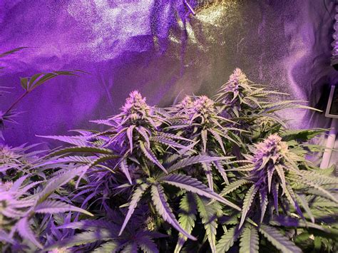Seedsman Critical Purple Kush Grow Journal Week9 By Pochogrower
