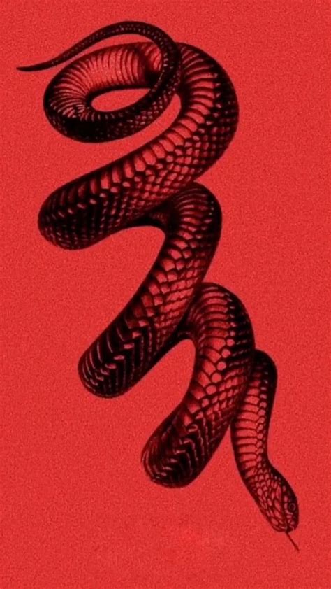 Red Snake Aesthetics Wallpapers On Wallpaperdog