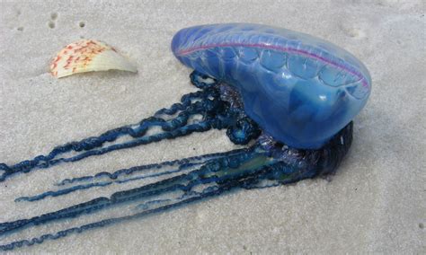 The portuguese man o' war, (physalia physalis) is often called a jellyfish, but is actually a species of siphonophore, a group of animals that are closely related to jellyfish. Venomous Portuguese Man O' War Has Sting Powerful Enough ...