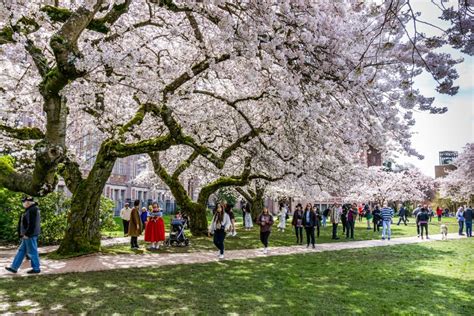 Uw Quad Spring Cherry Blossoms 2 Editorial Photography Image Of