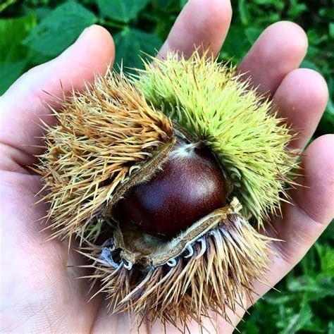 Chestnuts This Links To A Helpful Article With Our Top 5 Favorite