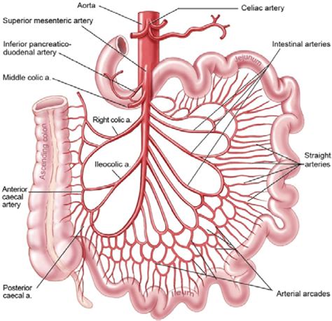 Superior Mesenteric Artery Ct Anatomy