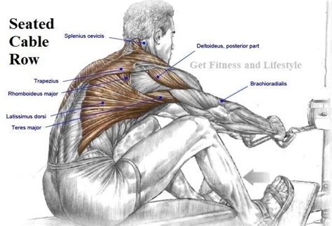 Seated Cable Row Will Target Almost All Your Back Muscles The Major Muscles Worked Are You Lats