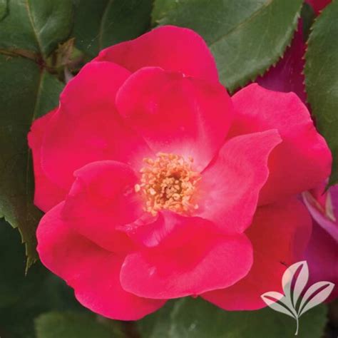 Knock Out Rose Rosa X ‘radrazz Pp11836 Magnolia Gardens Nursery