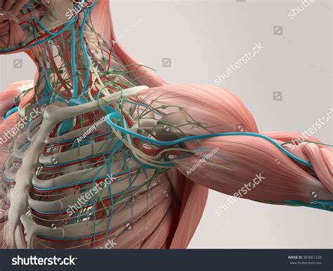 Anatomy of the chest wall. Human Anatomy Detail Shoulder Muscle Bone Stock ...