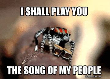 An Adorable Jumping Spider Funny Pictures Jumping Spider Humor