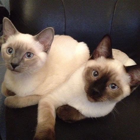 As i read this, i. Siamese Cat Facts | POPSUGAR Pets