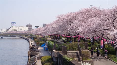Now The Season For Hanami 5 Popular Cherry Blossom Viewing Places In Tokyo