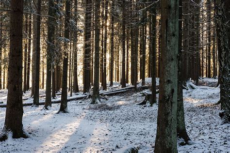 Forest Sun Rays Snow Winter Hd Wallpaper Peakpx