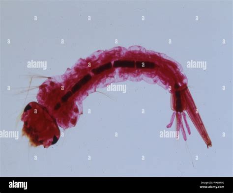 Larva In Water Hi Res Stock Photography And Images Alamy