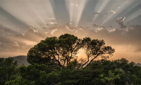 Sky Sunbeam Nature Tree Wallpaper Coolwallpapersme