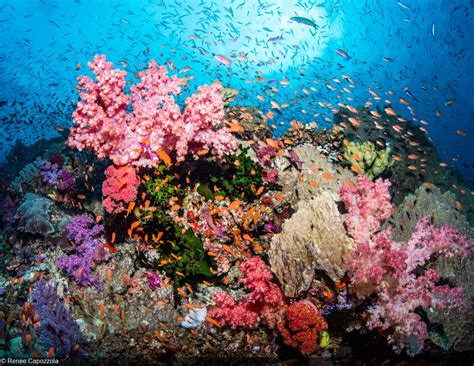 A Virtual Journey Through Some Of The Worlds Best Coral Reefs