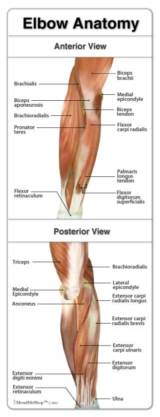The humerus (upper arm bone), certain muscle tendons, and. Pin by Melissa Jones Smith on Occupational Therapy | Pinterest