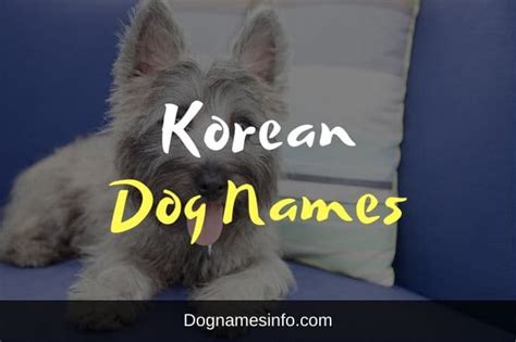 300 Cái Tên đáng Yêu Cho Cute Names Of Dogs Female đang Chờ Bạn Khám Phá
