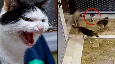 Mama Cat Attacks Dogs That Were Threatening Her Kitten Youtube