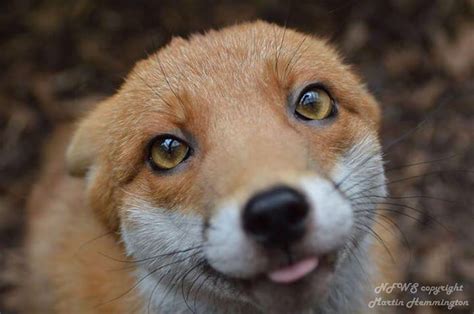 Meet Pudding The Friendly Red Fox 9gag