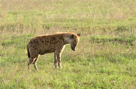 Hyena The Biggest Animals Kingdom