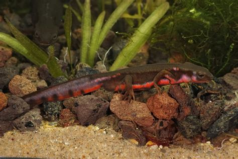 Fire Belly Newt Care Guide Varieties Lifespan And More With Pictures