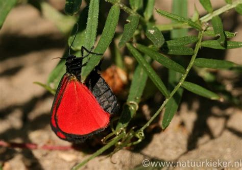 Bij vlinder hoort het lidwoord de, daarom gelden deze regels: Jan en Jacob zijn twee rood/zwarte nachtvlinders