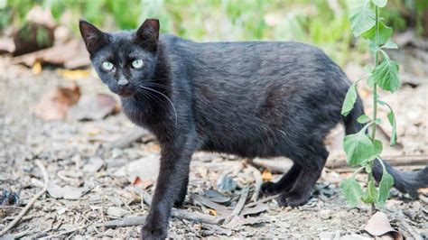 Why Does A Feral Cat Have A Tipped Ear The Cat Bandit Blog