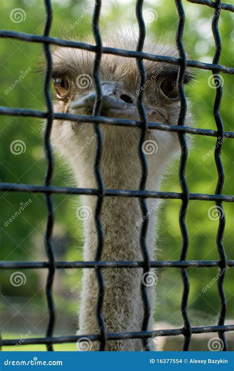 Ostrich In A Cage Stock Photo Image Of Foliage Leaves 16377554