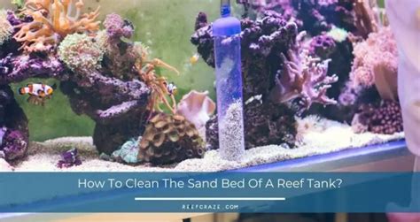 How To Clean The Sand Bed Of A Reef Tank Reef Craze