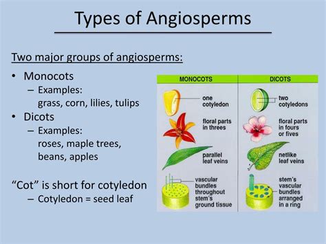 Ppt Gymnosperms And Angiosperms Powerpoint Presentation Free
