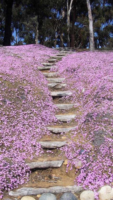 Pink Pathway Source Beautiful Forest Forest Path Beautiful