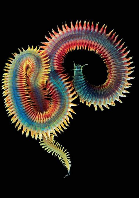 Deep Sea Rainbow Worm Alexander Semenov Underwater Creatures