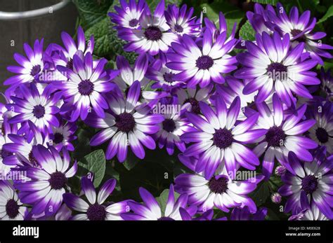 Purple And White Daisy Like Flowers Doutrinaepoesias