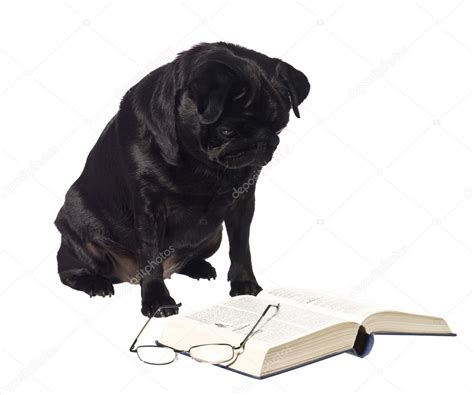 Dog Reading A Book — Stock Photo © Gemenacom 2065183