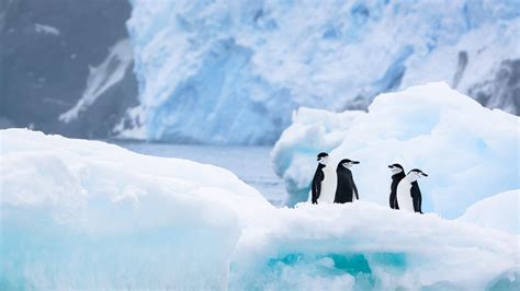 Penguins On Ice During Winter Hd Birds Wallpapers Hd