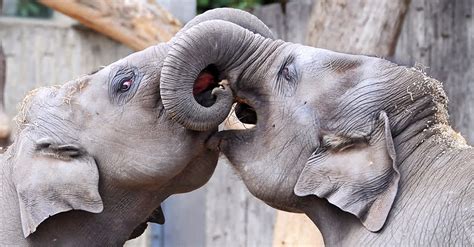 A Wild Elephant Falls In Love With A Captive One What Happens Next
