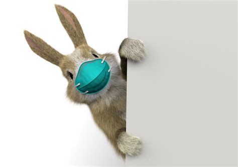 We print the highest quality bunny face masks on the internet. Meanwhile, Rabbits Face Their Own Devastating Virus