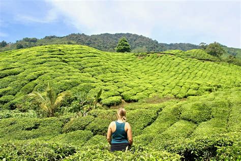 1 Journée Dans Les Cameron Highlands Plantations De Thé Et Montagnes