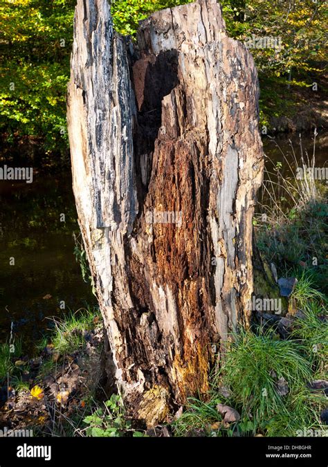 Rotted Tree Stump Stock Photo Alamy