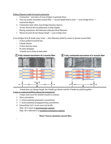 Contraction of the muscle fiber - Sliding filament model of muscle