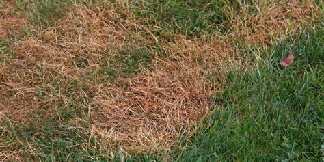 How To Get Rid Of Grubs In Your Lawn Experienced Lawn Care Professionals