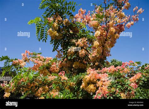 A Hybrid Rainbow Shower Tree Cassia Jauanica In Full Bloom In Hawaii