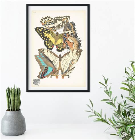 Framed Vintage Butterfly Print Natural History Butterflies Poster