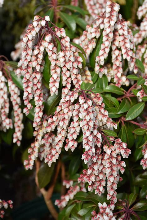 Dorothy Wyckoff Japanese Pieris Pieris Japonica Dorothy Wyckoff In