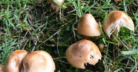 How To Identify Edible Mushrooms And Fungus Ehow Uk