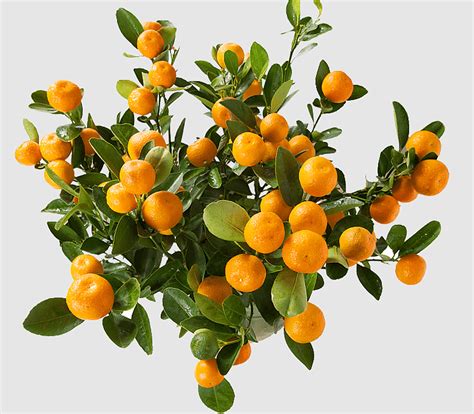 Orange Trees Citrus Xd7 Sinensis Calamondin Kumquat Potted