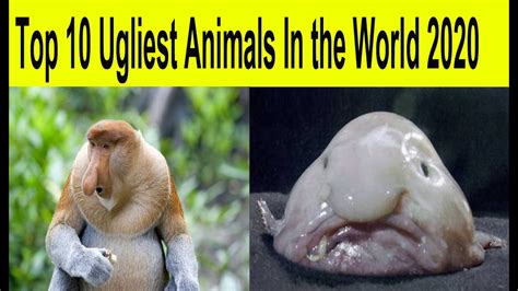 Top 10 Ugliest Animals In The World Top 5 Ugliest Animals In The
