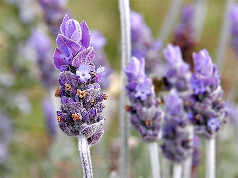 Filesingle Lavender Flower02 Wikimedia Commons