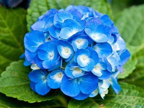 Light Blue Flower Wallpaper Images And Pictures Becuo