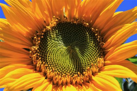 Free Picture Nature Summer Sunflower Flower Petal Plant Sun Blossom